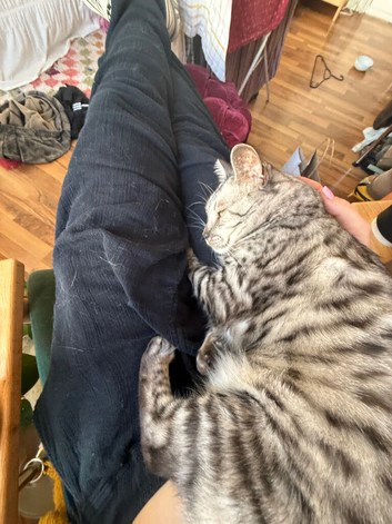 URGENT - Rehoming of Bengal girl