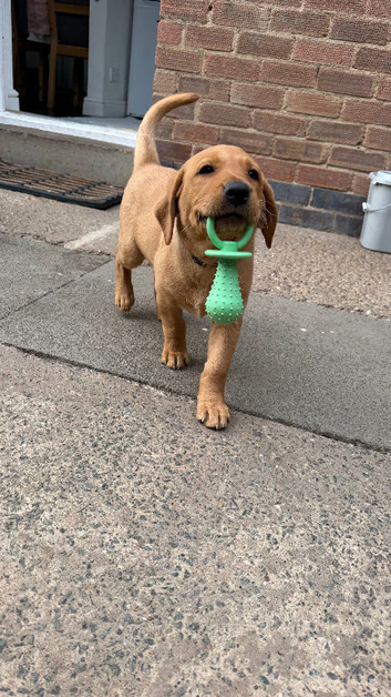 2 Labrador for sale