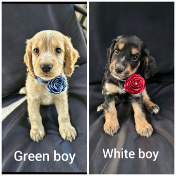 READY NOW KC Reg health tested working cocker spaniels