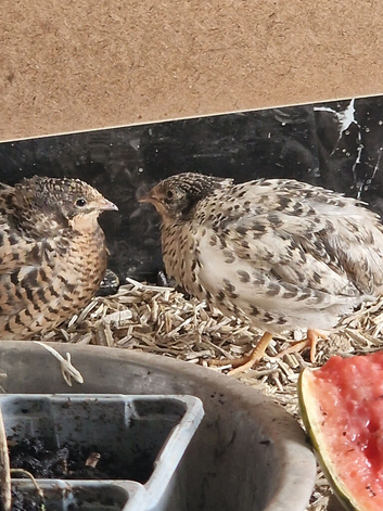 Button quails