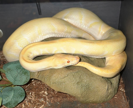 Lovely huge Friendly female phantom enchi yb albino ball python