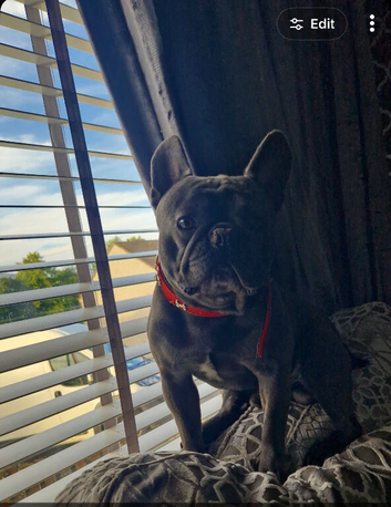 Looking to rehome my 5 year old frenchie.