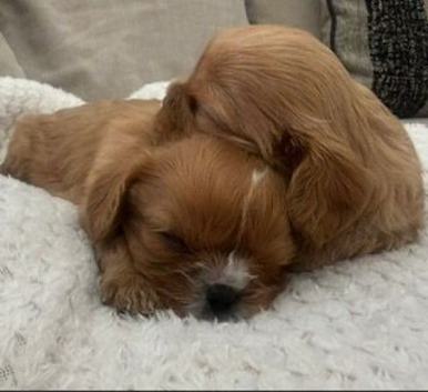 Kennel Club registered ruby Cavalier King Charles spaniel BOY puppies available.  Parents both health tested.