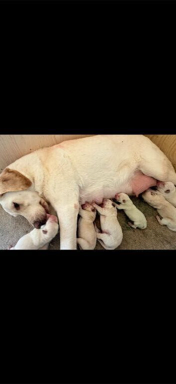 6 gorgeous Labrador retrievers