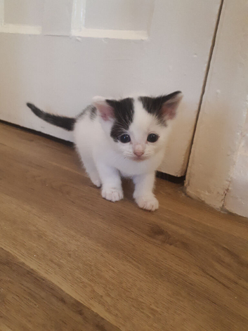 Boy kitten
