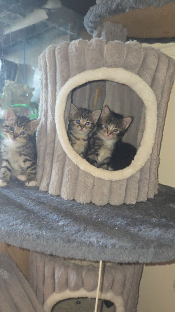 Adorable litter of Bengal kitties