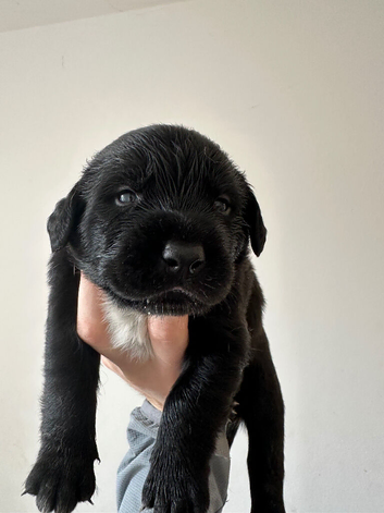 Cocker spaniel X lurcher cross