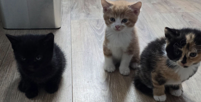 4 Adorable Kittens - Free Local Delivery Available!