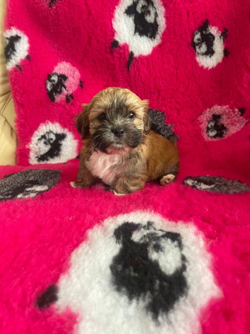 Cute & Cuddly Shorkie Puppies Available