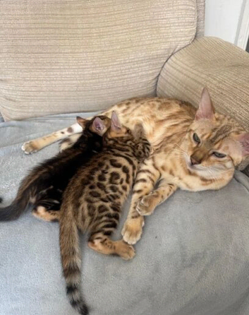 Beautiful Bengal Kittens