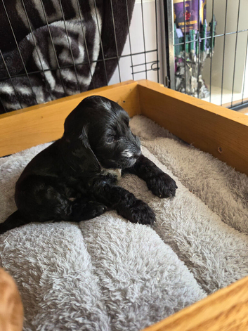 Gorgeous cockapoo puppies