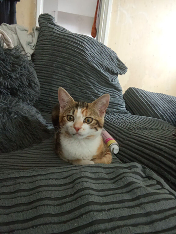 Kittens for urgent adoption!