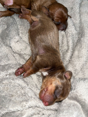 Dashound puppies
