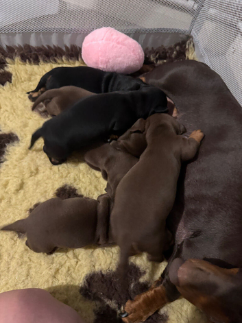 Miniature dachshund