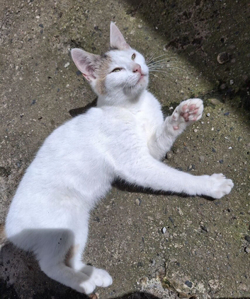 Female kitten looking for new home