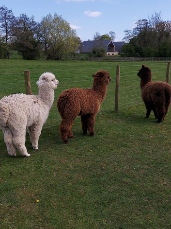 Three pet Boys 9 month's old .