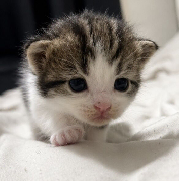 Ragdoll x tabby kittens