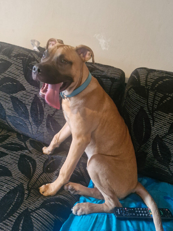 Rehome needed for this beautiful boy