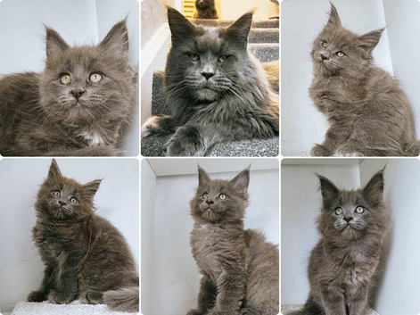 Ready now - Blue Maine coon kittens - DNA health tested parents