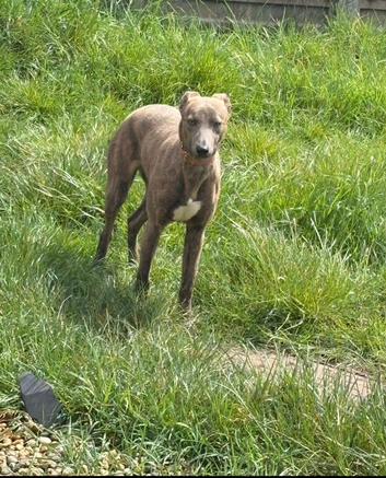 Whippet/greyhound