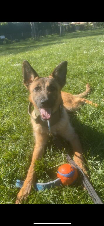 Dutch Herder Female pup for Rehome