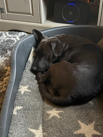 15 month old Patterdale terrier male