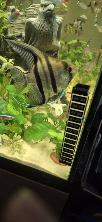 Fish for sale