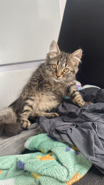 Kitten