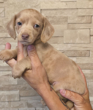 Pet priced miniature dachshunds