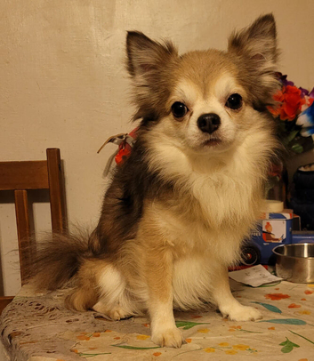 RKC reg long coat chihuahua boys