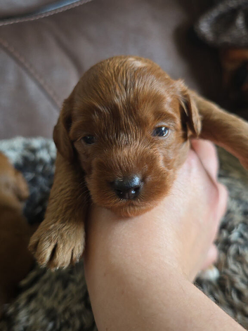 F1b cockapoo puppies