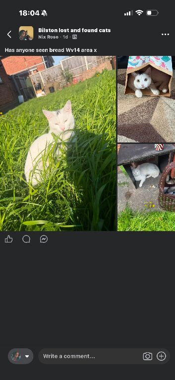 Missing male cat bread