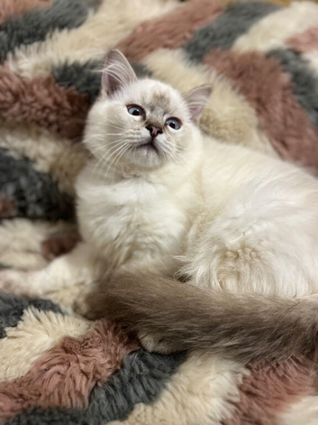 Tica ragdoll kittens