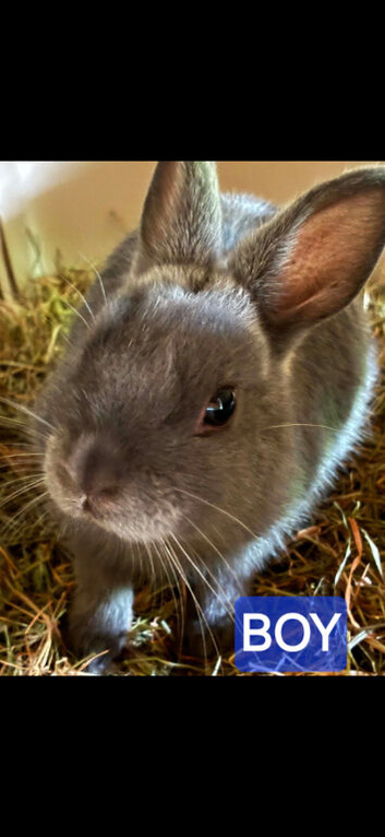 Baby Netherland dwarf babies 2 left