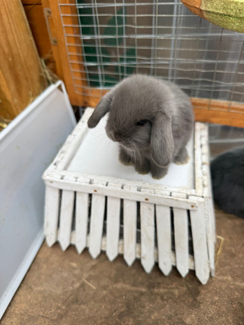 1 Pure Mini Lop Doe | Blue