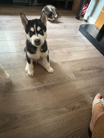 Adorable Siberian Huskies Puppies