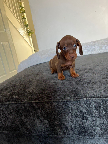 EXTRA miniature dachshund puppy