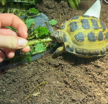 YOUNG HORSEFIELD TORTOISE