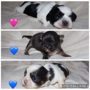 Blue & Black dobbie imperials kc registered