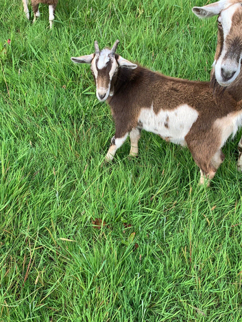 Half Pygmy kid