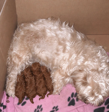 Last 3 available  Stunning deep red Cavapoos f1b