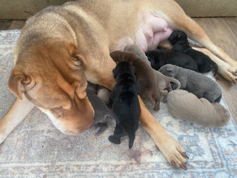 Stunning shar pei puppies