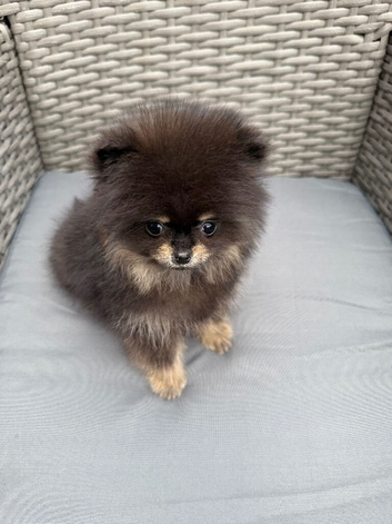 Rare Opportunity True Toy Pomeranian