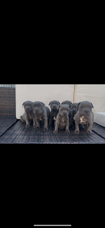 classic blue staffys