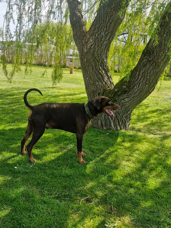 Rehome