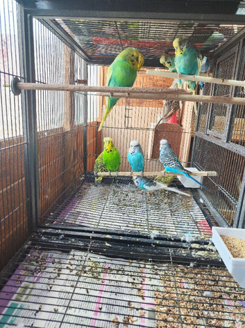 BUDGIES