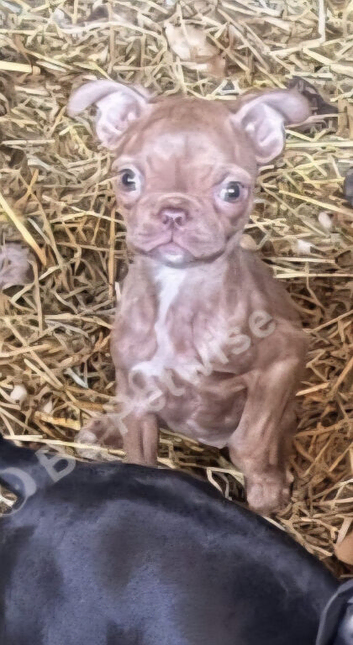 Last pups, take home Boxer x Boston terrier. Aka mini boxer quick sale