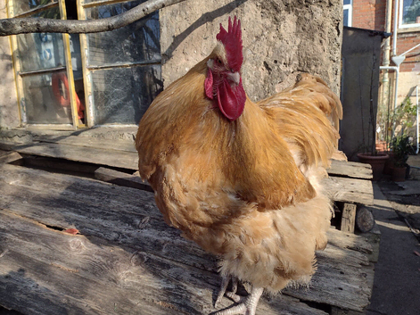 Orpington Rooster