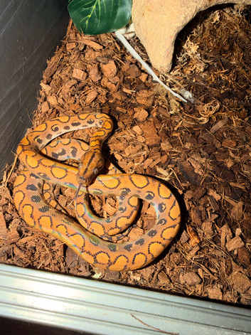 Male Rainbow Boa