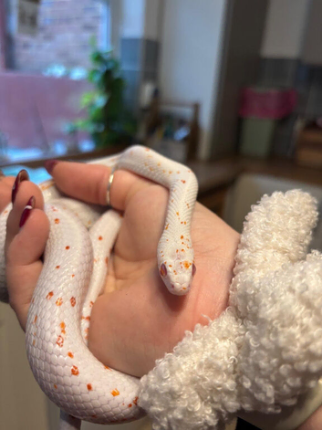 Gorgeous male palmetto corn with full set up